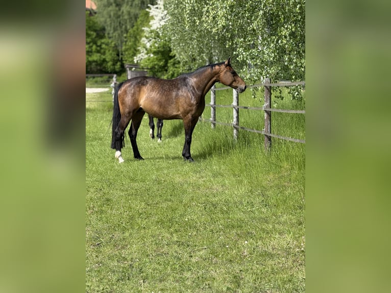 Koń oldenburski Klacz 6 lat 167 cm Ciemnogniada in Homberg (Ohm)