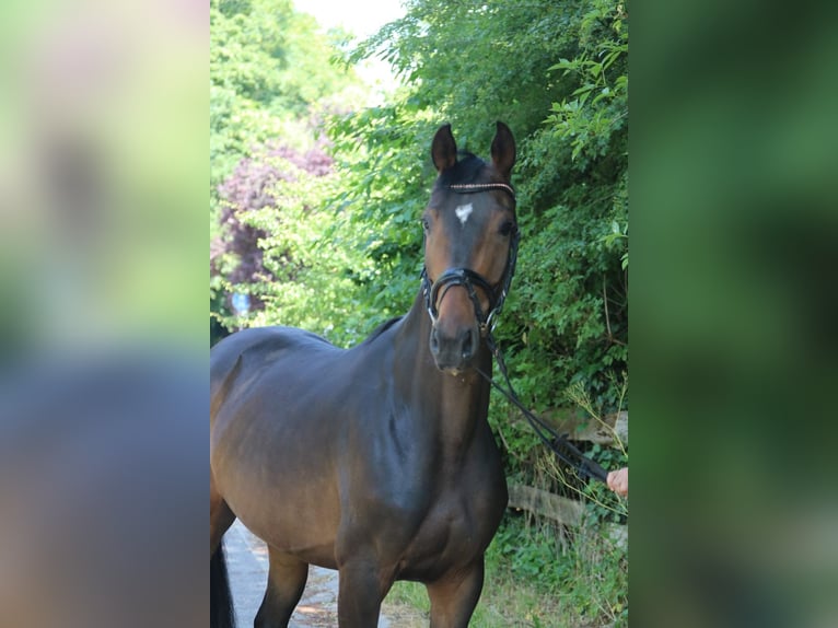 Koń oldenburski Klacz 6 lat 167 cm Ciemnogniada in Sprockhövel