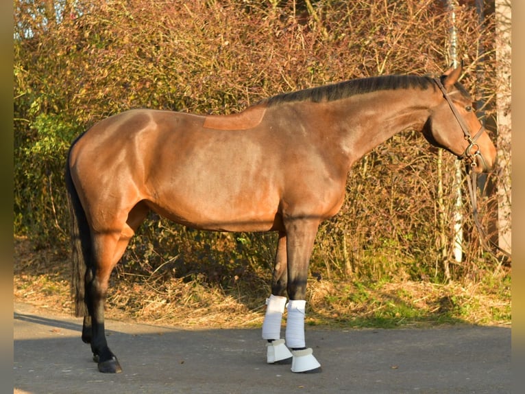 Koń oldenburski Klacz 6 lat 167 cm Gniada in Geilenkirchen