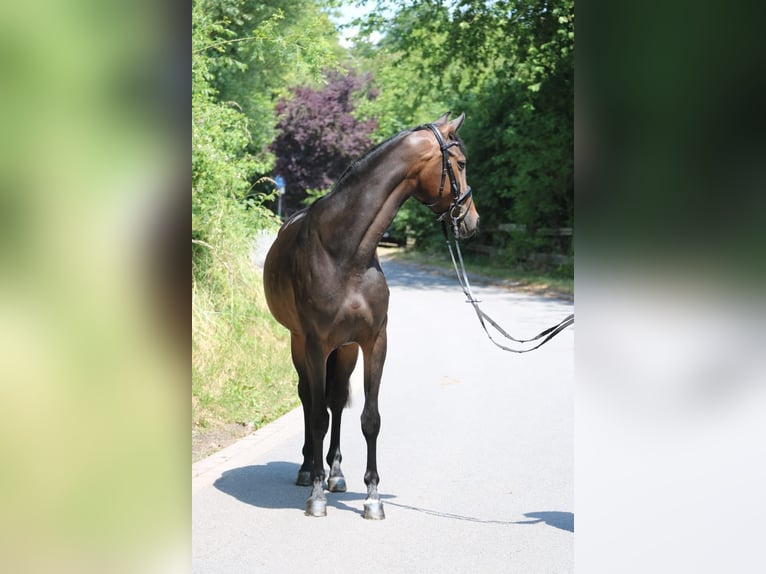 Koń oldenburski Klacz 6 lat 167 cm Gniada in Sprockhövel