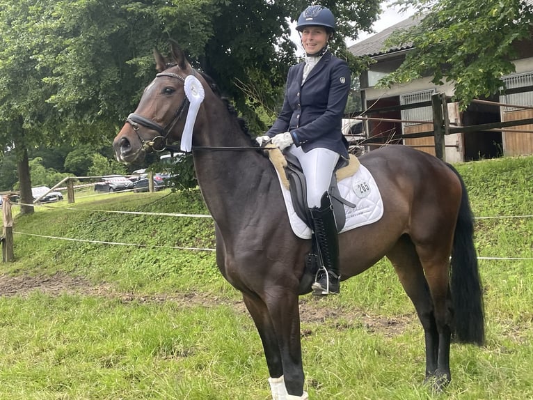 Koń oldenburski Klacz 6 lat 167 cm Gniada in Sprockhövel