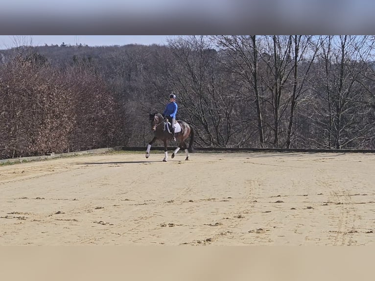 Koń oldenburski Klacz 6 lat 167 cm Gniada in Sprockhövel