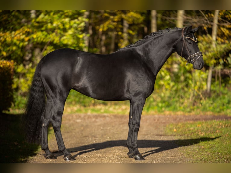 Koń oldenburski Klacz 6 lat 167 cm Kara in Wehringen Koń oldenburski Klacz 6 lat 167 cm Kara in Wehringen