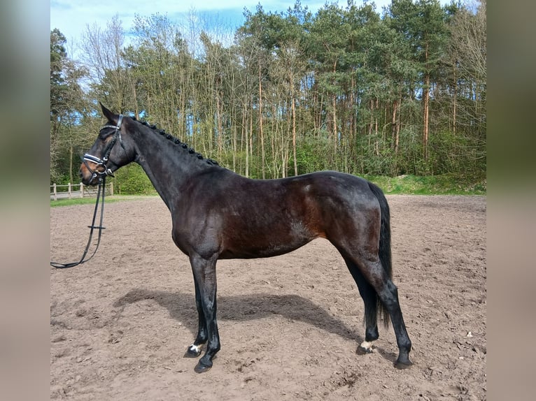 Koń oldenburski Klacz 6 lat 168 cm Ciemnogniada in Barenburg