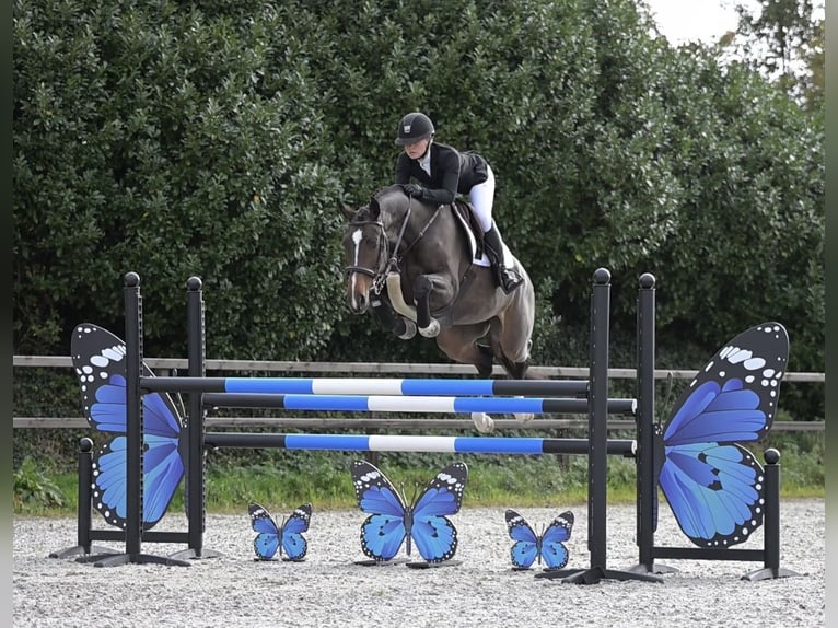 Koń oldenburski Klacz 6 lat 168 cm Gniada in Dronten