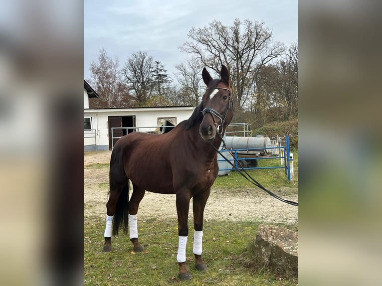 Koń oldenburski Klacz 6 lat 168 cm Gniada in Fuldabr&#xFC;ck