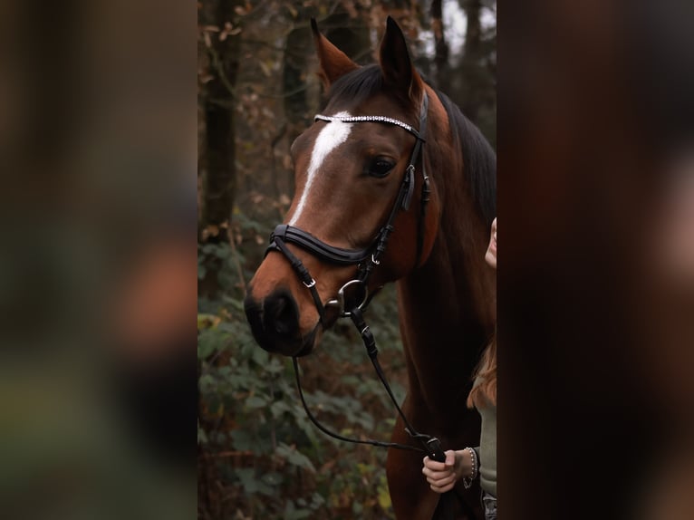 Koń oldenburski Klacz 6 lat 168 cm Gniada in Nordhorn