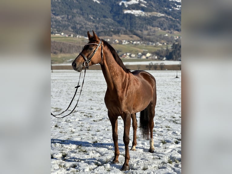 Koń oldenburski Klacz 6 lat 169 cm Ciemnokasztanowata in Schlins