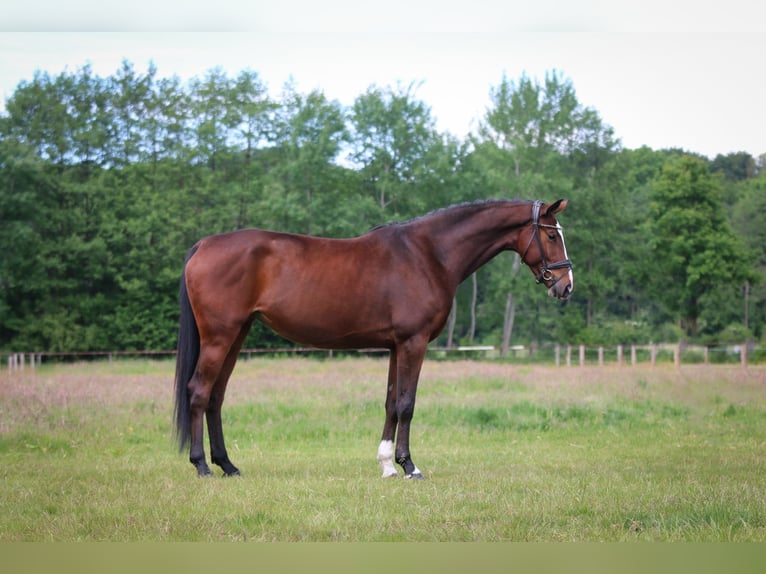 Koń oldenburski Klacz 6 lat 169 cm Gniada in Norderstedt