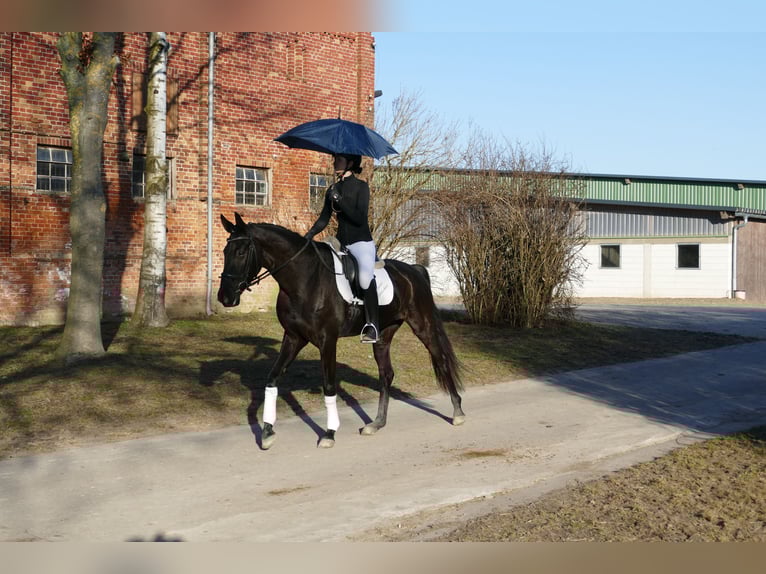 Koń oldenburski Klacz 6 lat 169 cm Kara in Ganschow