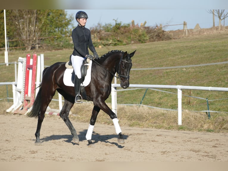 Koń oldenburski Klacz 6 lat 169 cm Kara in Ganschow