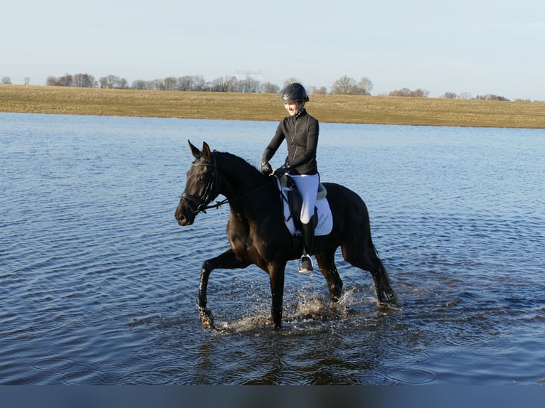 Koń oldenburski Klacz 6 lat 169 cm Kara in Ganschow