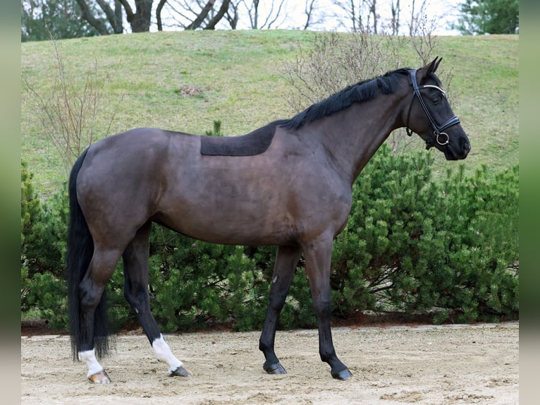 Koń oldenburski Klacz 6 lat 169 cm Kara in Werder