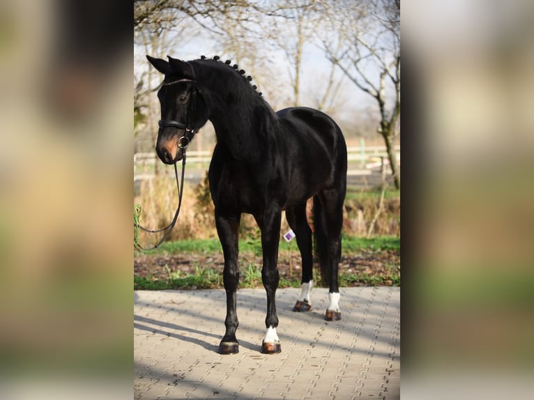 Koń oldenburski Klacz 6 lat 170 cm Ciemnogniada in Gyula