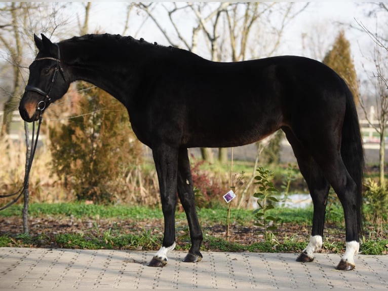 Koń oldenburski Klacz 6 lat 170 cm Ciemnogniada in Gyula