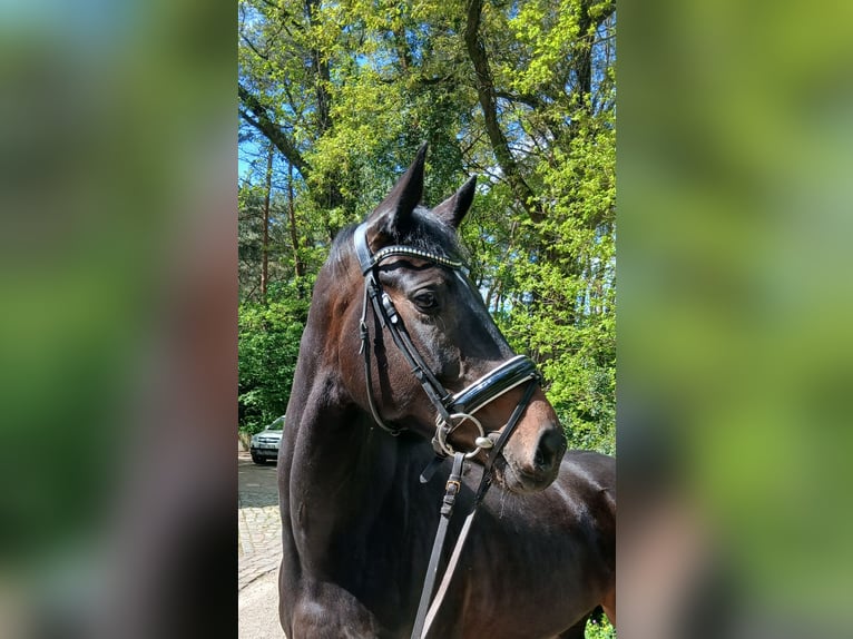 Koń oldenburski Klacz 6 lat 170 cm Ciemnogniada in Kirchdorf
