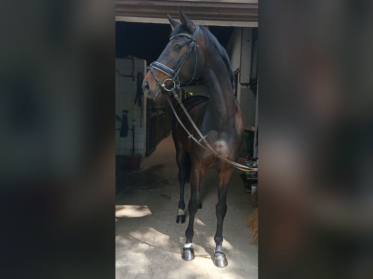 Koń oldenburski Klacz 6 lat 170 cm Ciemnogniada in Kirchdorf