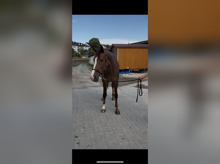 Koń oldenburski Klacz 6 lat 170 cm Ciemnokasztanowata in Remlingen