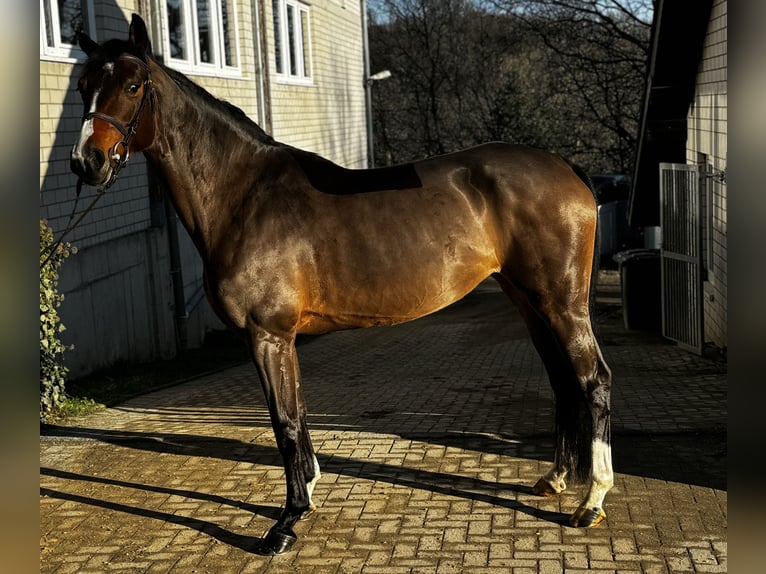 Koń oldenburski Klacz 6 lat 170 cm Gniada in Kürten