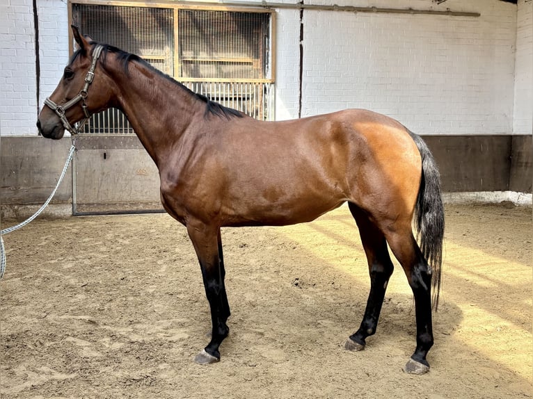 Koń oldenburski Klacz 6 lat 170 cm Gniada in Vechta