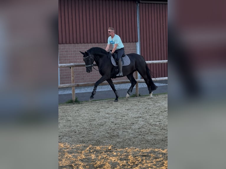 Koń oldenburski Klacz 6 lat 170 cm Kara in Issum