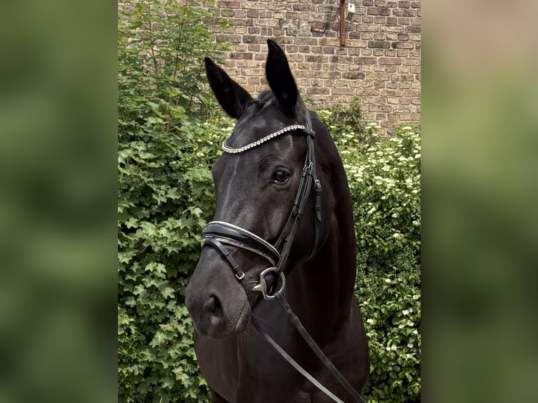 Koń oldenburski Klacz 6 lat 170 cm Kara in Niederkassel