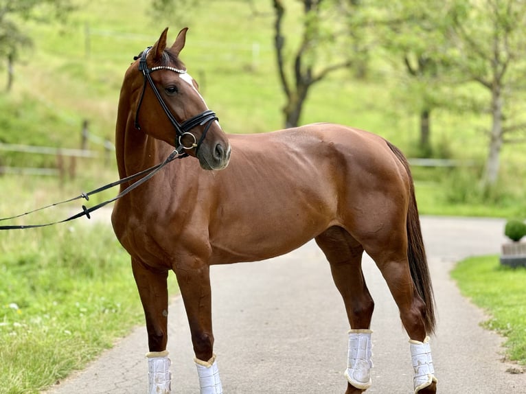 Koń oldenburski Klacz 6 lat 171 cm Ciemnokasztanowata in Saarbrücken