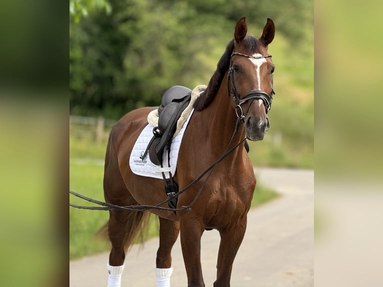 Koń oldenburski Klacz 6 lat 171 cm Ciemnokasztanowata in Saarbrücken