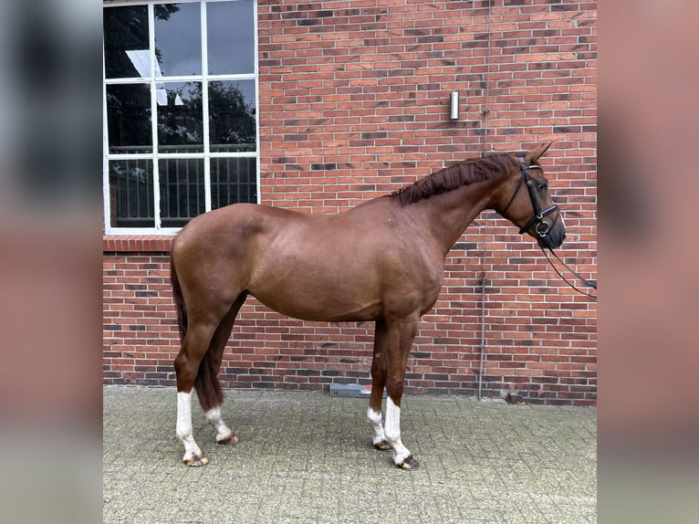 Koń oldenburski Klacz 6 lat 172 cm Ciemnokasztanowata in Ganderkesee