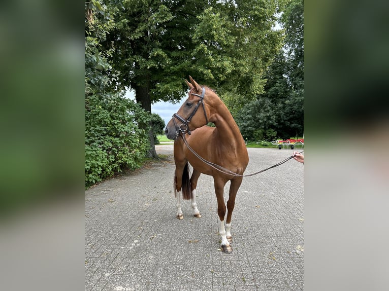 Koń oldenburski Klacz 6 lat 172 cm Ciemnokasztanowata in Ganderkesee