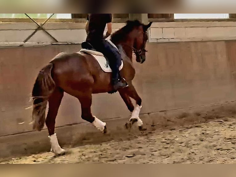 Koń oldenburski Klacz 6 lat 172 cm Ciemnokasztanowata in Saarbrücken