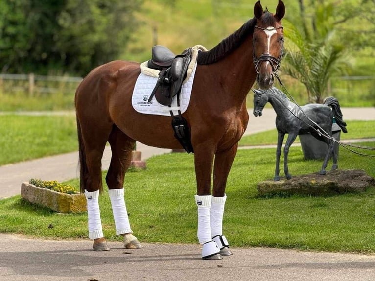 Koń oldenburski Klacz 6 lat 172 cm Ciemnokasztanowata in Saarbrücken