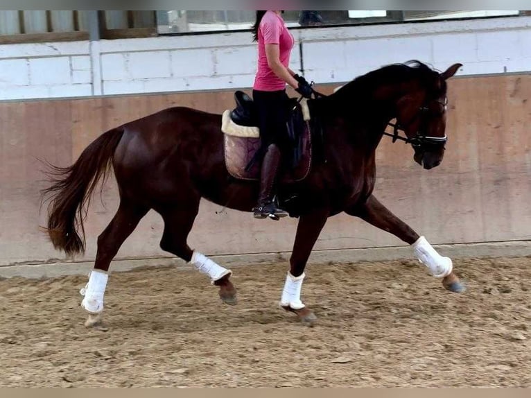 Koń oldenburski Klacz 6 lat 172 cm Ciemnokasztanowata in Saarbrücken