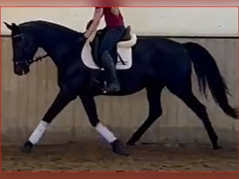 Koń oldenburski Klacz 6 lat 172 cm Kara in Kirchdorf