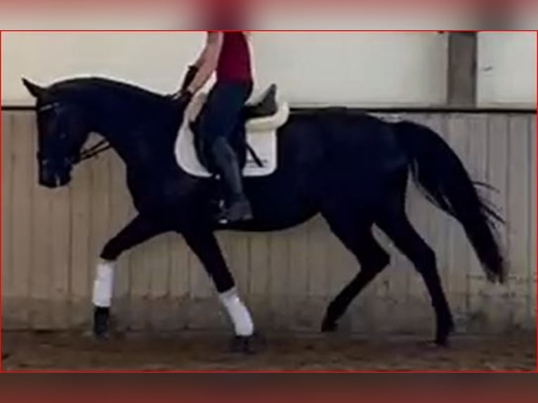 Koń oldenburski Klacz 6 lat 172 cm Kara in Kirchdorf