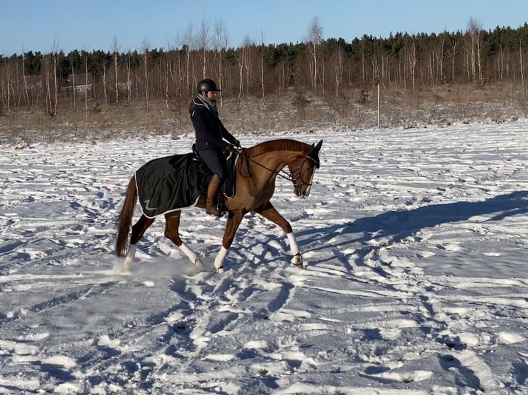 Koń oldenburski Klacz 6 lat 172 cm Kasztanowata in Bliesdorf