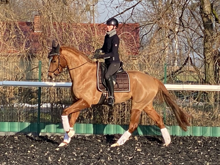 Koń oldenburski Klacz 6 lat 172 cm Kasztanowata in Bliesdorf