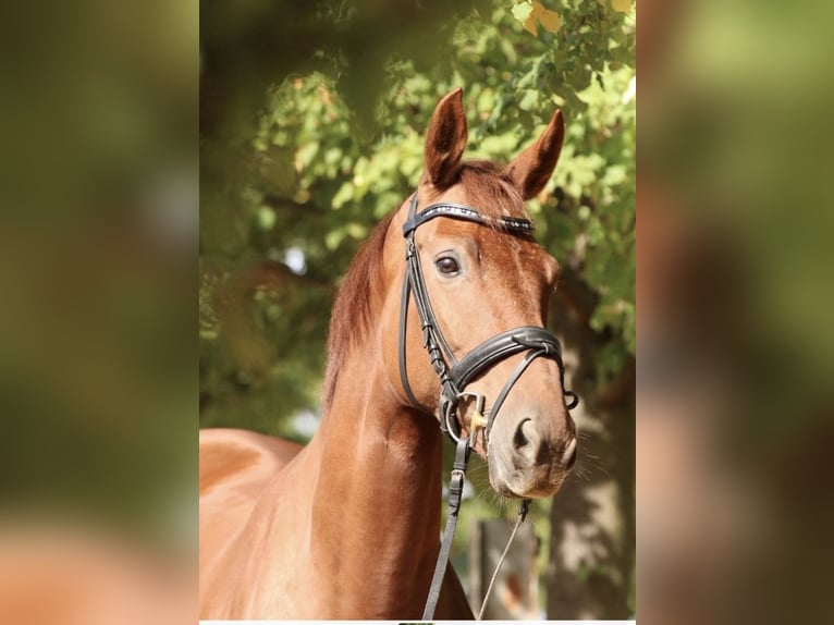 Koń oldenburski Klacz 6 lat 172 cm Kasztanowata in Ober-Flörsheim
