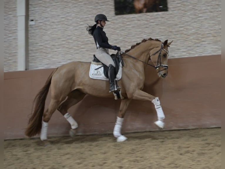 Koń oldenburski Klacz 6 lat 172 cm Kasztanowata in Wehringen