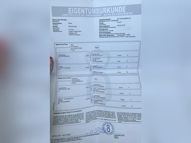 Koń oldenburski Klacz 6 lat 172 cm Kasztanowata in Pelmberg