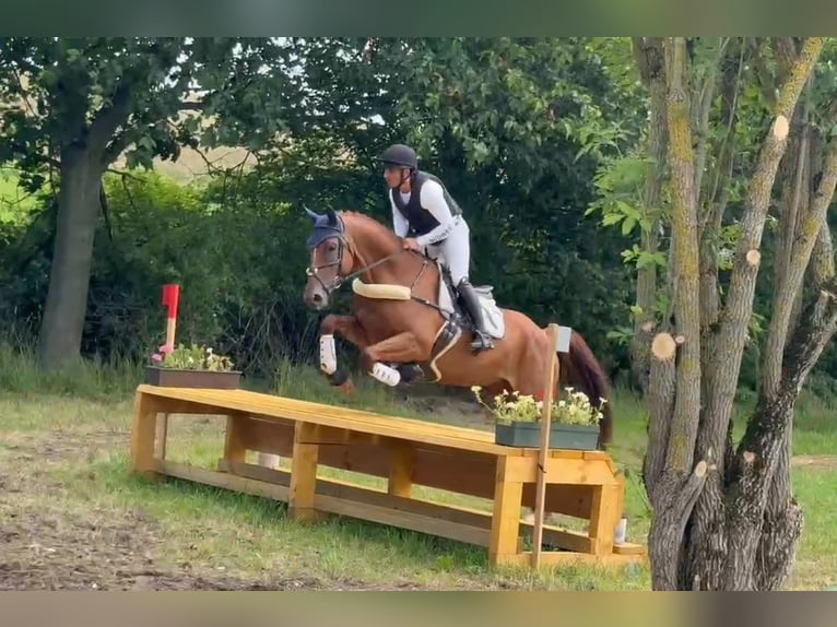 Koń oldenburski Klacz 6 lat 172 cm Kasztanowata in Büttelborn