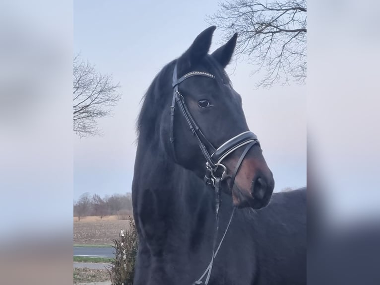 Koń oldenburski Klacz 6 lat 172 cm Skarogniada in Walchum