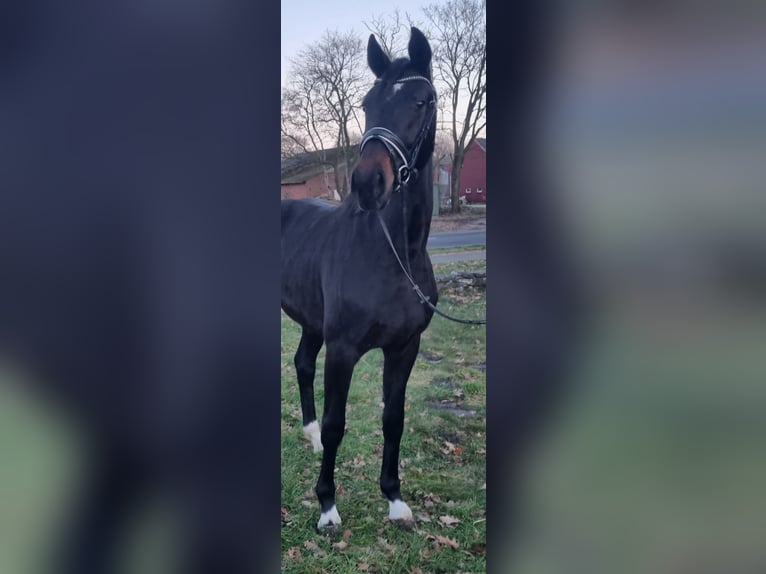 Koń oldenburski Klacz 6 lat 172 cm Skarogniada in Walchum