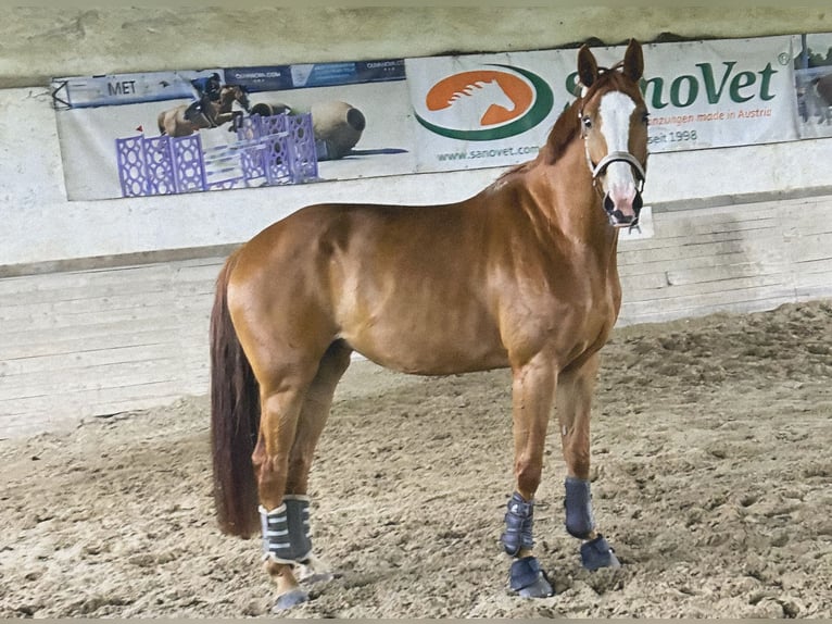 Koń oldenburski Klacz 6 lat 173 cm Gniada in Andorf
