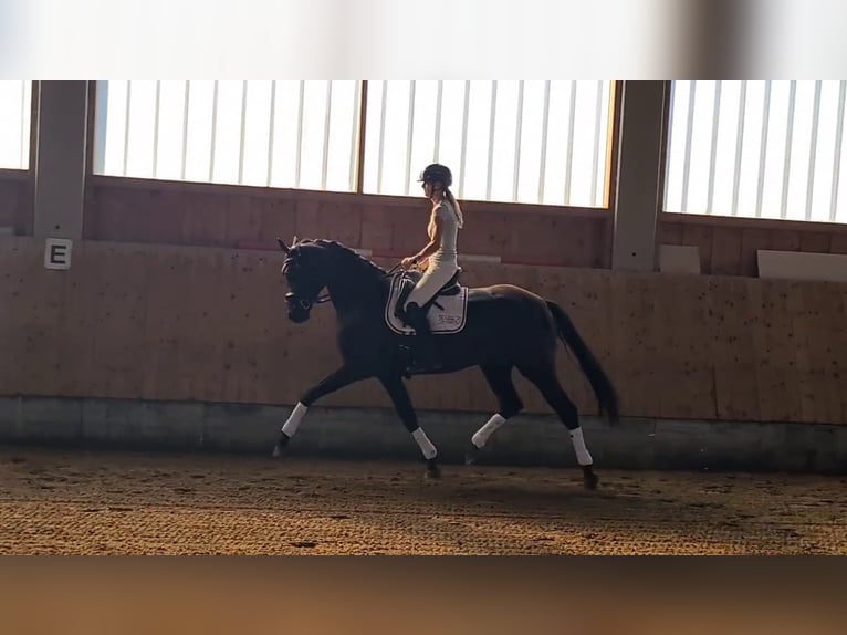 Koń oldenburski Klacz 6 lat 173 cm Kara in Sankt Wolfgang