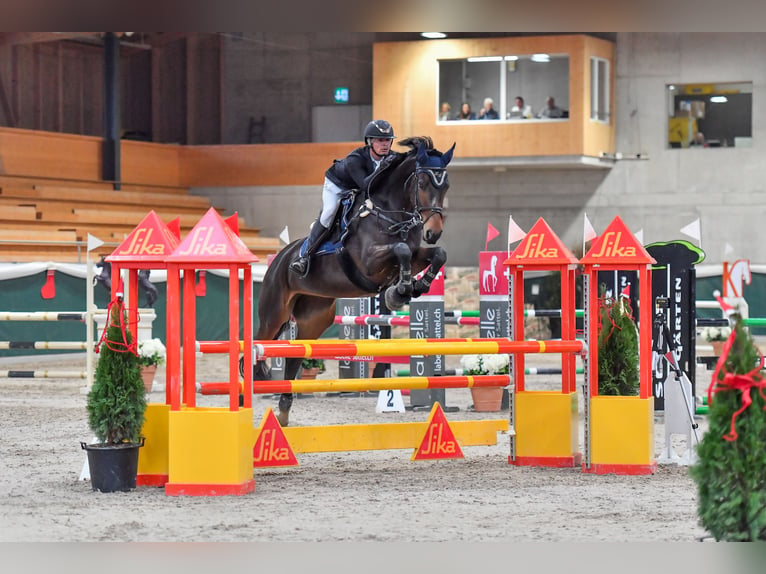 Koń oldenburski Klacz 6 lat 175 cm Ciemnogniada in Regensdorf