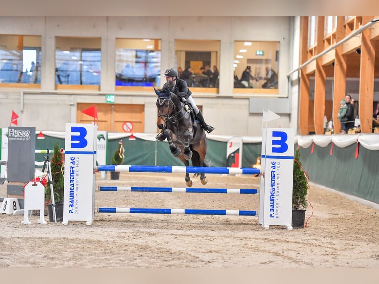 Koń oldenburski Klacz 6 lat 175 cm Ciemnogniada in Regensdorf