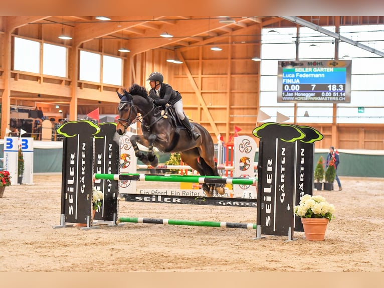 Koń oldenburski Klacz 6 lat 175 cm Ciemnogniada in Regensdorf