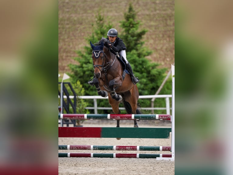 Koń oldenburski Klacz 6 lat 175 cm Ciemnogniada in Regensdorf