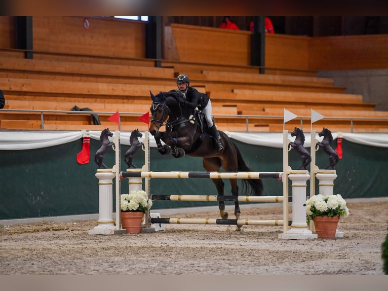 Koń oldenburski Klacz 6 lat 175 cm Ciemnogniada in Regensdorf